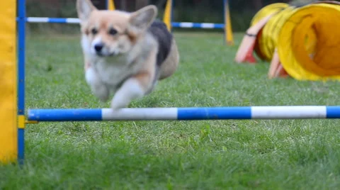 Welsh corgi crossing the barrier Stock Footage 68799515
