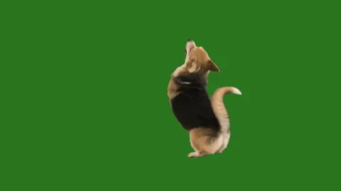 Welsh corgi dancing on a green screen Stock Footage