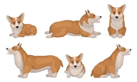 Welsh Corgi Dog in Different Poses Vector Set. Puppy with Short Legs and Red Illustrazione stock