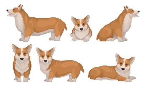 Welsh Corgi Dog in Different Poses Vector Set. Puppy with Short Legs and Red Illustrazione stock
