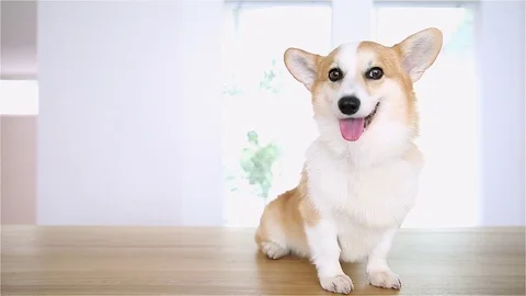 Welsh corgi dog Stock Footage 95771040