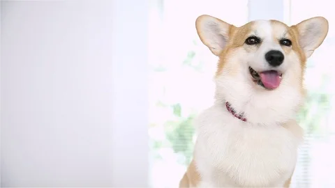 Welsh corgi dog Stock Footage 95773285