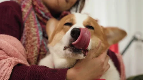 The Welsh Corgi dog is getting head loops from its master. Stock Footage 140936272