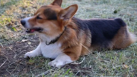 Welsh Corgi dog in the grass Stock Footage 92455059