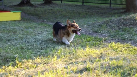Welsh Corgi dog in the grass Stock Footage 92455108
