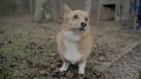 Welsh Corgi Dog hears something slow motion Ellijay Georgia 4k Stock Footage 260743125