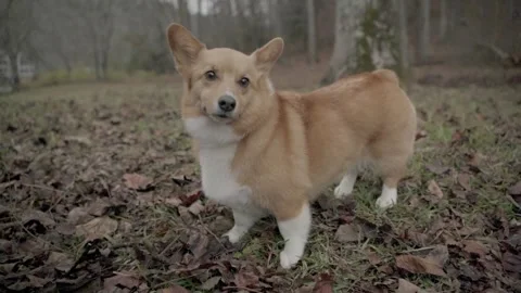 Welsh corgi dog looking at camera in woods slow motion Ellijay Georgia 4k Video stock 260743122