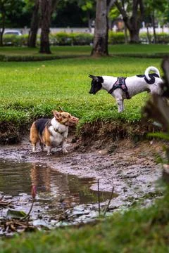 Welsh Corgi dog in muzzle mask playing with other dog Stock Photos