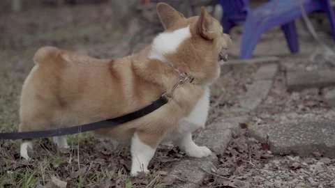 Welsh Corgi Dog panting close-up Ellijay Georgia 4k Stock Footage 260743132