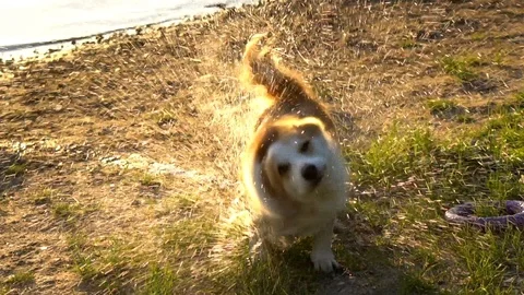 Welsh corgi dog is shaking off after swimming Stock Footage 110706187