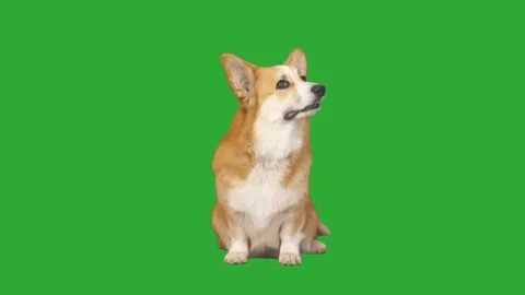 Welsh corgi dog sniffs the air and looks carefully at the green screen Stock Footage 130313588
