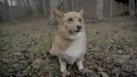 Welsh Corgi dog tied to tree slow motion in woods Ellijay Georgia 4k Stock Footage 260742980