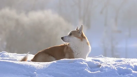 Welsh corgi dog turns back , sitting in snow Stock Footage 102974666