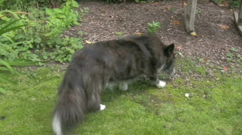 Welsh Corgi in the garden 2 Stock Footage 328521