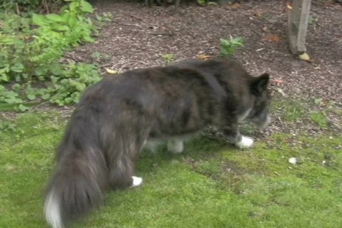 Welsh Corgi in the garden 2 NTSC Stock Footage 328526