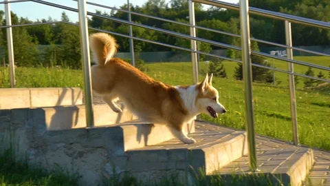 Welsh corgi is going down the stairs Stock Footage 110705823