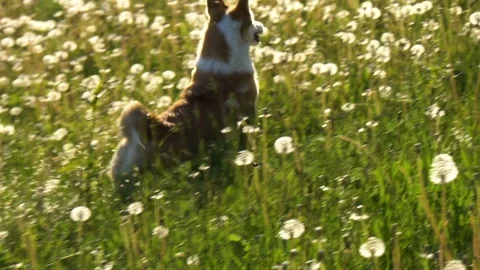 Welsh corgi jumping in grass Video stock 110629673