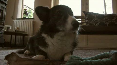 Welsh Corgi laying on the carpet Video stock 412372