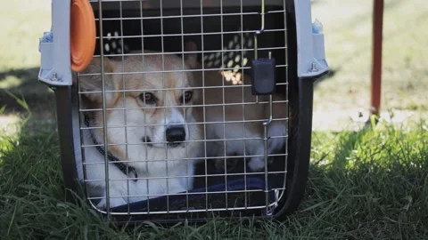 Welsh corgi lies in a carrier and looks at the camera Stock Footage