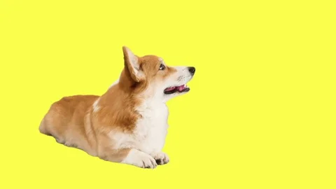 Welsh corgi lies on a yellow background Stock Footage 84137677