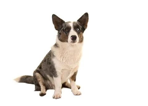 Welsh corgi looking at the camera sitting on a white background Stock Photos