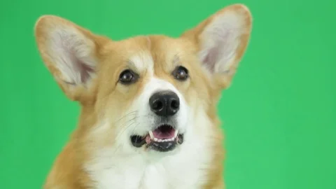 Welsh corgi looking on a green background Vidéo 78593074