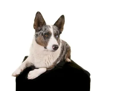 Welsh corgi lying down on a black chair isolated on a white background Stock Photos