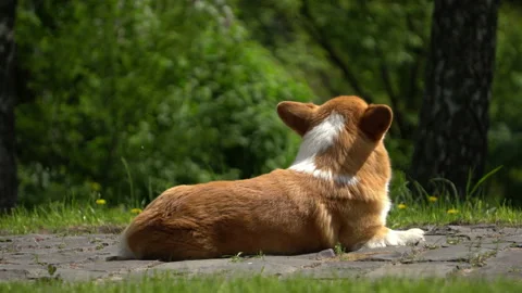 Welsh corgi lying on the road Stock Footage 107929576