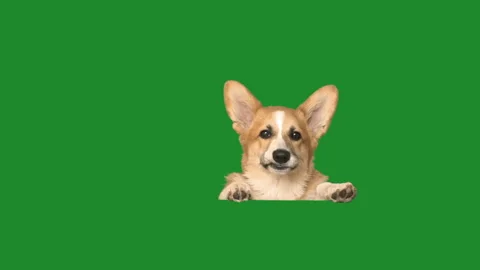 Welsh corgi peeks out and looks carefully on a green screen 스톡 동영상 113863298
