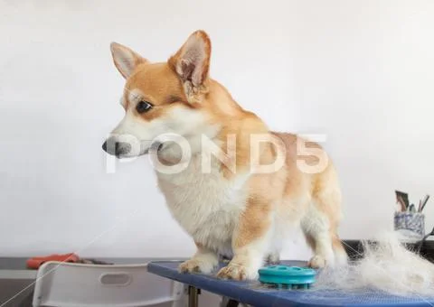 Welsh corgi Pembroke dog on grooming table trimming next to combed undercoat Premium Photo 154813229