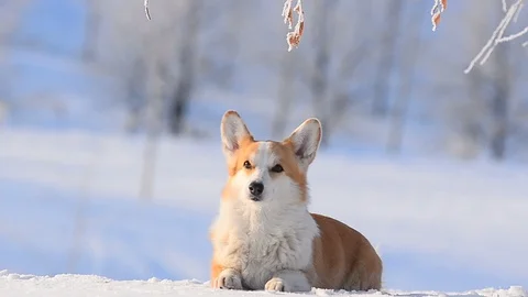 Welsh corgi Pembroke Stock Footage 102968433