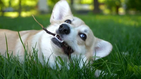 Welsh corgi pembroke gnaws tree branch on green lawn close-up. Stock-Footage 154573406