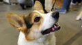 Welsh Corgi Pembroke. Hound bred in Wales HD Footage