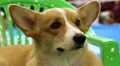 Welsh Corgi Pembroke. Hound bred in Wales HD Footage