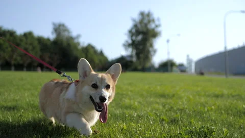 Welsh Corgi Pembroke on a leash going through green lawn. Summertime. Stock Footage 133000754