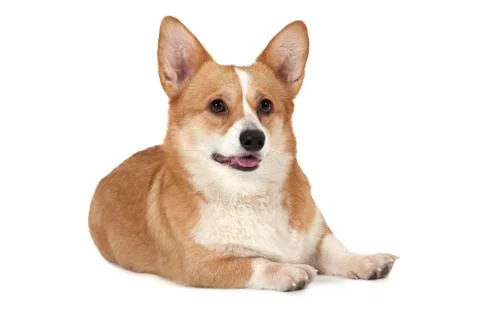 Welsh corgi Pembroke 库存照片