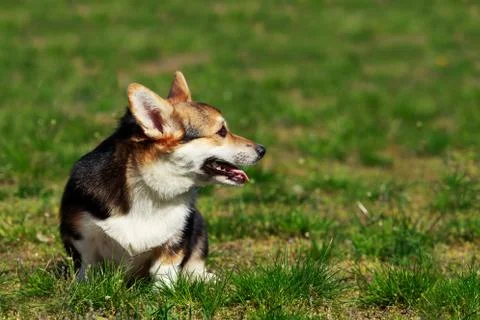 Welsh Corgi Pembroke 库存照片