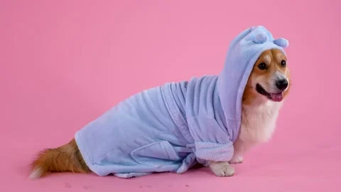 Welsh corgi pembroke posing in the studio on a pink background. The dog is Video stock 147529818