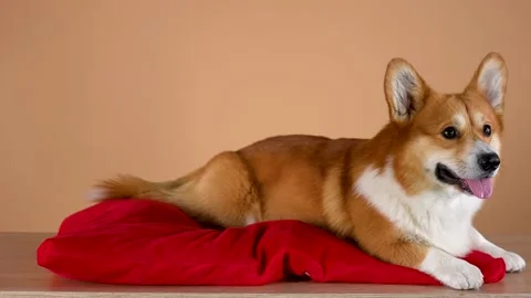 Welsh corgi pembroke posing in the studio on an orange background. The pet lies Stock Footage 147530209