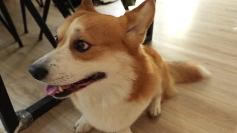 Welsh Corgi Pembroke side view, tongue out Stock Footage 301919134
