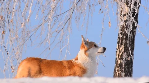 Welsh corgi Pembroke standing Stock Footage 102968947