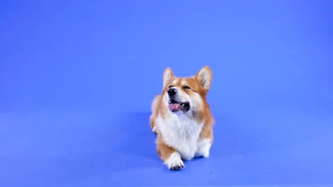 Welsh Corgi Pembroke stands in the studio on a blue background. The pet looks up Stock Footage 147529504