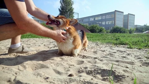 Welsh Corgi Pembroke on walk Stock Footage 92553343
