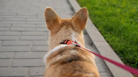 Welsh corgi pembroke is walking on a leash. View from the dog's back. Stock Footage 135174553