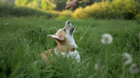 Welsh corgi pemproke dog learns tricks, receives dog's treat. Outdoors in summer Stock Footage 135609020