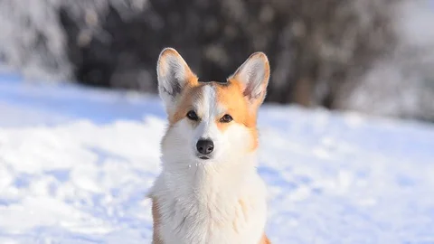 Welsh corgi portrait Stock Footage 102969004