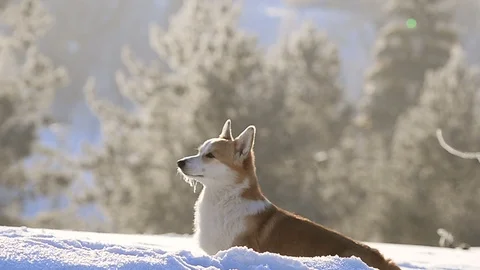 Welsh corgi portrait in snow Stock Footage 102974672