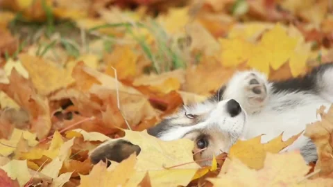 Welsh corgi puppy lying on its back in yellow autumn leaves, slow motion Stock Footage 97057725