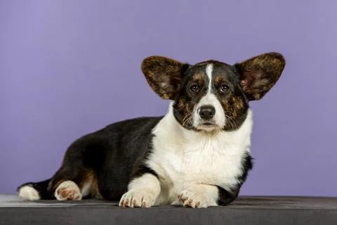 Welsh corgi puppy in studio Foto stock