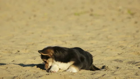 Welsh corgi puppy walking Vidéo 96059352